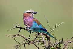 Lilac-breasted Roller